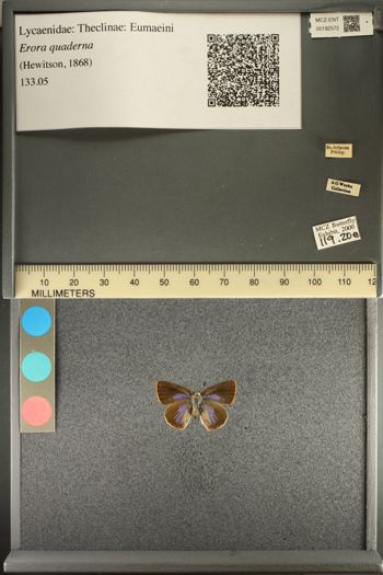 Media type: image;   Entomology 192572